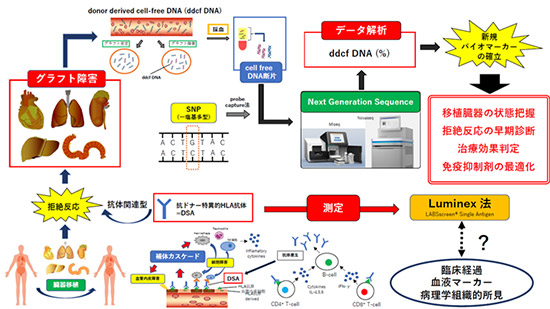 肝臓移植・小腸移植リキッドバイオプシー（cell free DNA）の開発