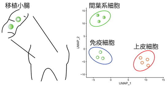 小腸移植患者における小腸上皮シングルセル免疫プロファイルによる拒絶反応メカニズムの解析