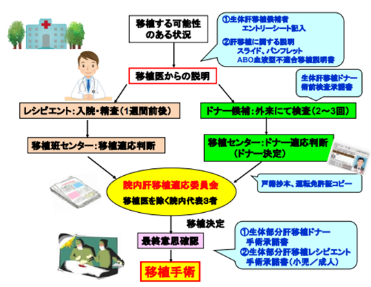 肝臓移植の準備の流れを示した図